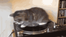 Cat spinning on record player